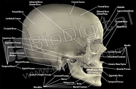 Anatomy visible in the medical illustration includes: BioDigital Store | Medical, Anatomy, Neuro