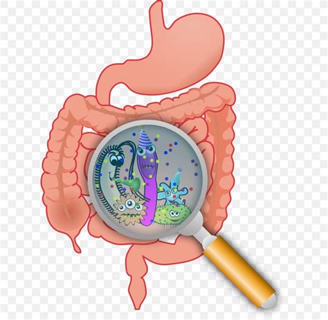 Gastrointestinal Tract Gut Flora Large Intestine Microbiota Small