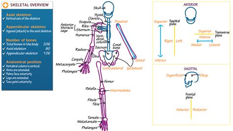 Gross Anatomy Anatomic Divisions And Terms Draw It To Know It
