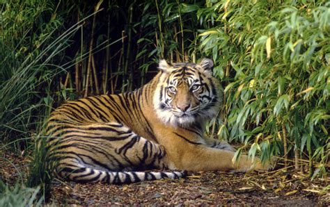 Body Part By Body Part Sumatran Tigers Are Being Sold Into Extinction