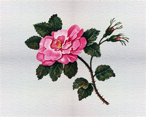 Rose Watercolor Painting Free Stock Photo Public Domain Pictures