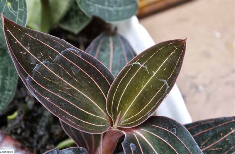 Jewel Orchid Unique Plant With Easy Care Morflora