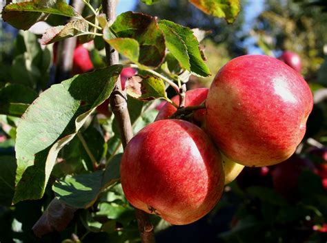 Fruit Trees Home Gardening Apple Cherry Pear Plum Scottish Fruit