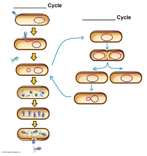 Lytic And Lysogenic Cycles Diagram Quizlet