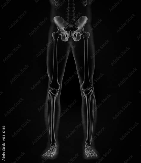Ilium Bone Hip Bone Or Pelvis Human Anatomy Bone Skeletal Strucure