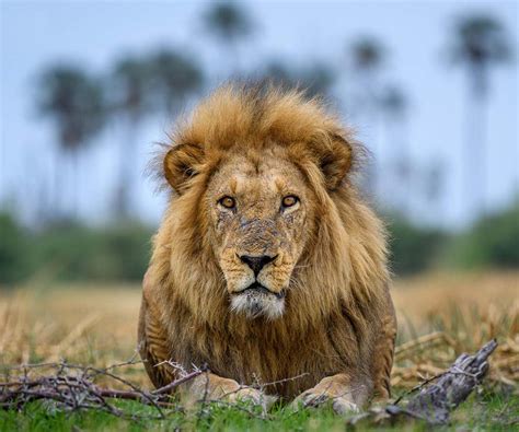 African Lion Safari The Best Sightings Across Africa