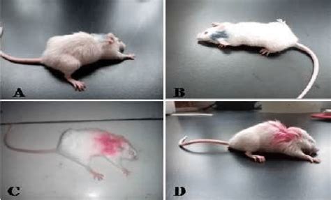 Clinical Symptoms Of Infected Mice At 2 Dpi Bacterial Loads The