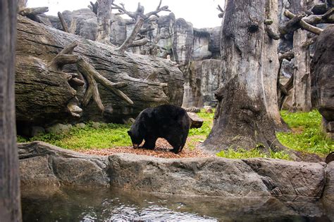 Black Bear At Knoxville Zoo Tn Photograph By Cynthia Woods Pixels