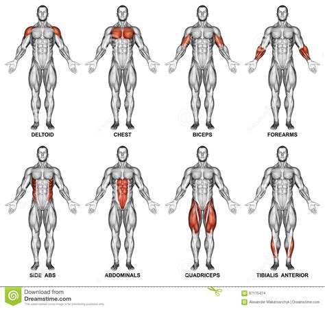 Caterpillar (muscles of hands and legs). Exercising. Front Projection Of The Human Body Stock Photo - Image: 67175474