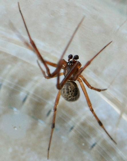 Common House Spider Parasteatoda Tepidariorum Bugguidenet