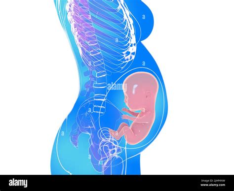 Ilustración 3d Anatómica De Un Embarazo Humano En Una Etapa Avanzada De La Gestación Imagen De