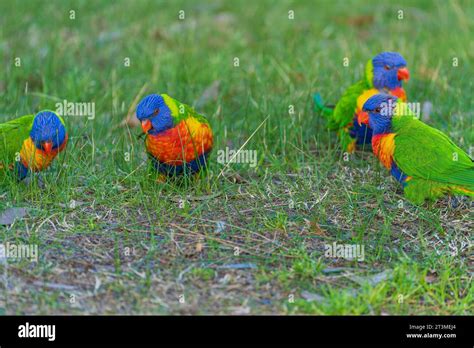 Four Rainbow Lorikeets Feeding In The Grass At Soldiers Point In New