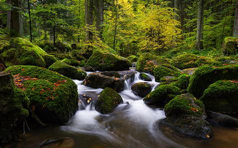 Earth Stream Forest Germany Moss Stone Hd Wallpaper Peakpx