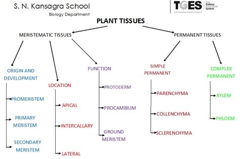 Types Of Plant Tissue