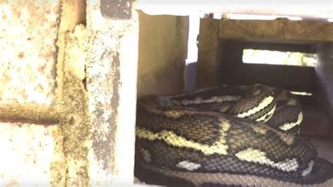 Python Found Sleeping In Sunshine Coast Letterbox
