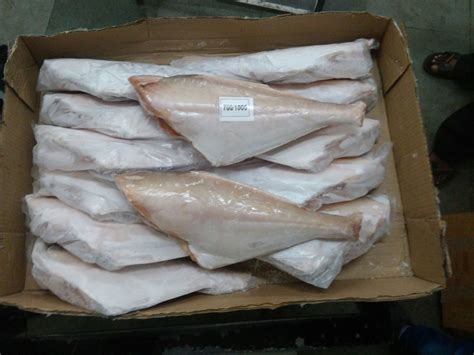 Leather Jacket Fish At Rs 160kg Mumbai Id 11119604662