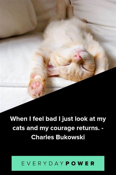 50 Crazy Cat Quotes Purrfect For Feline Lovers Positive