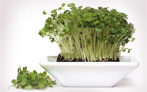 Garden Cress Facts Health Benefits And Nutritional Value