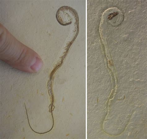 Famous Discovery Of Four Legged Snake Fossil Turns Out To Have A Twist