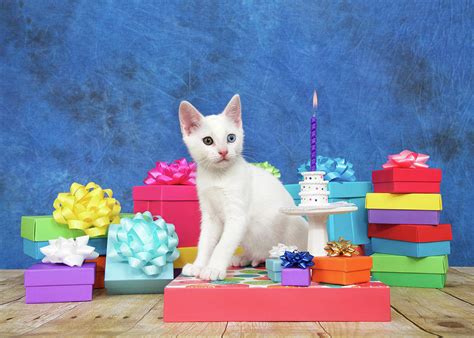 Kitten Birthday Celebration Photograph By Sheila Fitzgerald Fine Art