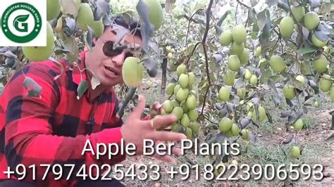 Well Watered Red Miss India Apple Ber Plants For Outdoor At Rs 35plant In Chhindwara