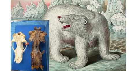 Enormous Skull Found In Alaska May Belong To The Legendary King Bear Of