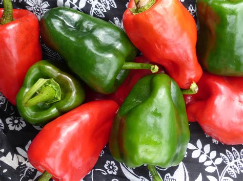 Ancho Poblano Hot Pepper