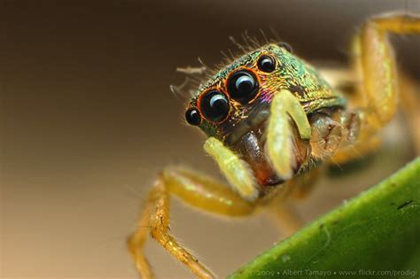 Rainbow Colored Jumping Spider Flickr Photo Sharing