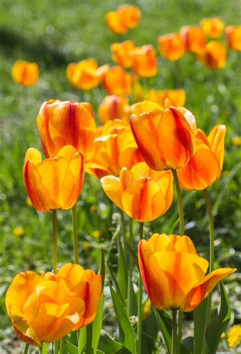 Orange Tulip Flower Close Up In Field Stock Image Image Of Europe