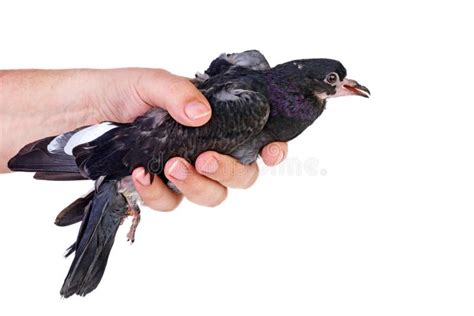 How To Hold A Pigeon In Your Hand Stock Photo Image Of Bird Holding