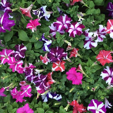 Petunia ‘tritunia Starlight Mix Petunias Flowering Trees Annual Color
