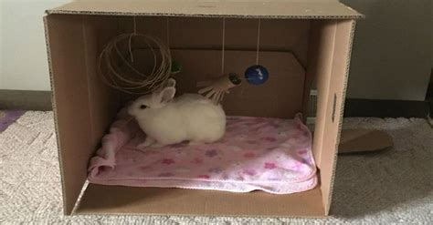 Ideas For Free Diy Cardboard Box Toys For Your Rabbit Diy Bunny Toys