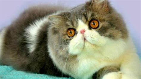 Gambar Kucing Persia Flatnose Pulp