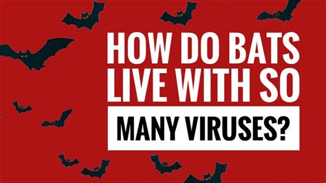 How Do Bats Live With So Many Viruses Like Covid 19 Youtube