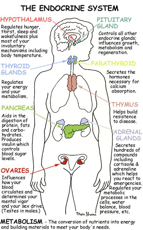 Endocrine System Diagram For Understanding Hormones From