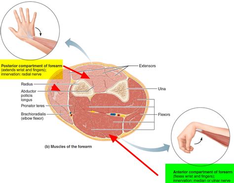 With an acute injury, the. Compartment Syndrome - Causes, Symptoms, Surgery & Treatment