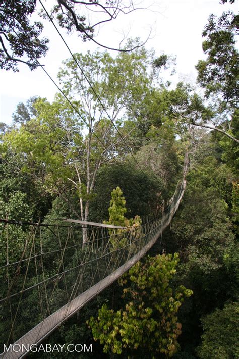 Taman negara spans across three states there are many activities that travellers can do while visiting taman negara such as the canopy walkway, rapid shooting, jungle trekking, night. Rainforest canopy walkway at Taman Negara