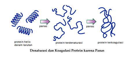 Apa Itu Protein Fungsional Apa Itu Gen Pengertian Fungsi Sifat Sexiz Pix