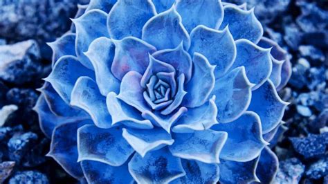 The 12 Prettiest Blue Succulents Revealed