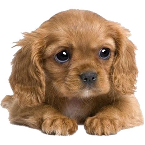 Puppy Png Transparent Images Pictures Photos Png Arts