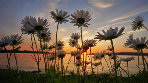 Daisies Overlooking A Ny Sunset Rpics