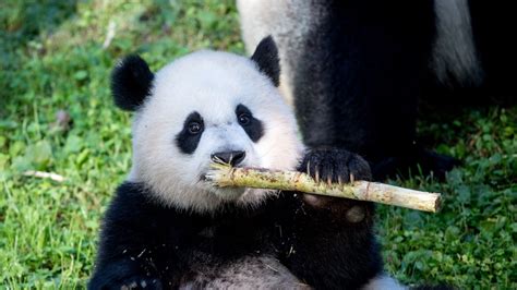 Download Wallpaper 1600x900 Panda Bamboo Animal Funny Cute