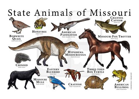 Missouri State Animals Poster Print Etsy