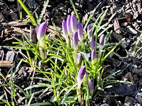 Fotd 19th January 2023 Crocus Chronicles Of An Anglo Swiss