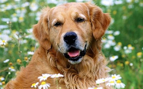 How to deal with a golden retriever from shedding. Free Golden Retriever Puppy Wallpaper - WallpaperSafari