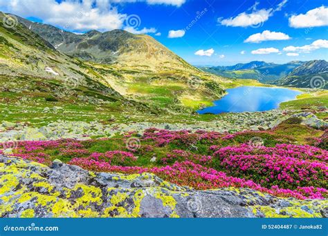 Magical Rhododendron Flowers And Bucura Mountain Lakesretezat