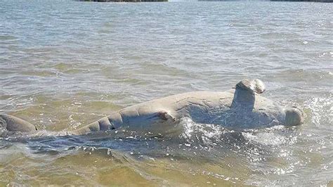 Dead Dugong Found Floating In Fraser Coast Creek The Courier Mail
