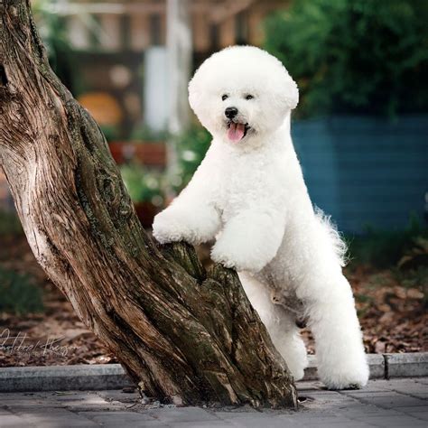 15 Amazing Facts About Bichon Frise Dogs You Might Not Know Page 5 Of