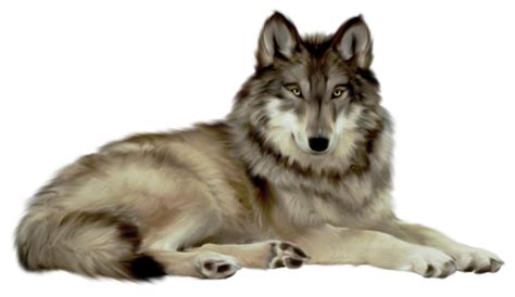 We provide millions of free to download high definition png images. White Wolf PNG | PNG Mart