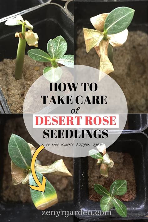 Desert Rose Seedling Care Guide